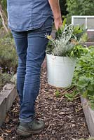 Woman carrying bucket of herbs
