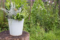 Bucket of herbs on wooden stump. Curry Plant, Mint.