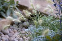 Pennisetum villosum, Eryngium 'Jos Eiking' and  Artemisia 'Powis Castle'. The Drought Garden, RHS Hampton Court Flower Show, 2016