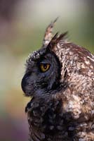 African Spotted Eagle Owl - Bibo africanus