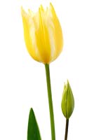 Tulipa 'Antoinette' - Chameleon tulip Single Late Group  