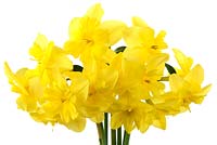 Narcissus 'Tripartite' AGM. Daffodil, Div. 11a Split-corona: Collar 