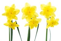 Narcissus 'Tripartite' AGM. Daffodil, Div. 11a Split-corona: Collar 