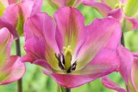 Tulipa 'Nightrider' - Viridiflora Group