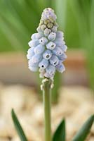 Muscari 'Jenny Robinson' AGM - Grape hyacinth  Syn. Muscari armeniacum 'Babies Breath',  Muscari neglectum 'Baby's Breath' 