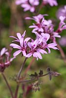 Pelargonium 'Deerwood Lavender Lass'