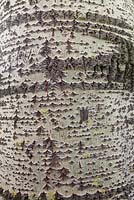 Populus canescens bark - Grey Poplar