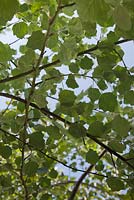Populus alba - Undersides of young foliage 