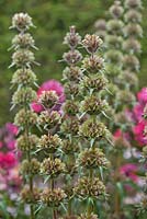 Morina longifolia after flowering - Himalayan Whorl Flower 