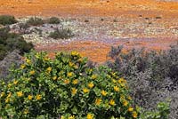 Chrysanthemoides monilifera with yellow and orange wildflower landscape beyond -  Bitou Bush - August, Namaqualand, South Africa
