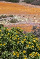 Chrysanthemoides monilifera with yellow and orange wildflowers beyond -  Bitou Bush - August, Namaqualand, South Africa