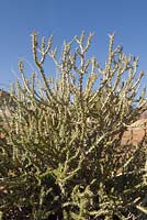 Ceraria namaquensis - Namaqua porkbush - August, Namaqualand, South Africa