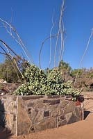 Portulacaria armiana in stone crazy paving trough - Whipstick-porkbush - August, Namaqualand, South Africa