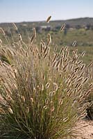 Fingerhuthia africana -  August, Namaqualand, South Africa