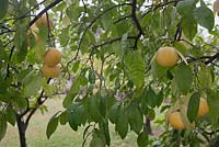 Citrus x paradisi growing on tree with raindrops - August, South Africa