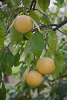 Citrus x paradisi growing on tree with raindrops - August, South Africa