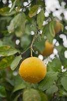 Citrus x paradisi growing on tree with raindrops on fruit - August, South Africa