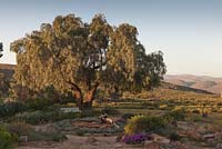 A circular rock filled feature island bed surrounded by paths with white painted bench under tree in desert garden  - August, Naries Namakwa Retreat, Namaqualand, South Africa