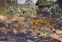 Dimorphotheca sinuata, Grielum humifisum and Felicia australis growing in rockery with Agave attenuata -  Namaqualand daisy - August, Naries Namakwa Retreat, Namaqualand, South Africa