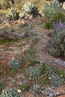 Lavandula angustifolia with Felicia australis, Chieridopsis denticulata and Dimorphotheca sinuata growing amongst sand and red rocks in dry desert garden - August, Naries Namakwa Retreat, Namaqualand, South Africa