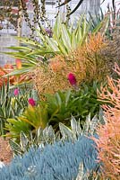 A collection of colourful bromeliads and succulents used on a sloping site covered in fine bark mulch. Euphorbia tirucalli 'Firesticks' and Senecio 'Blue chalk sticks' seen in the foreground 
