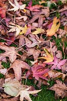 Fallen leaves of Liquidambar styraciflua 'Elstead Mill'.
