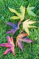 Multi-coloured fallen leaves from Liquidambar styraciflua 'Parasol'.