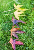 Multi-coloured fallen leaves from Liquidambar styraciflua 'Parasol'.