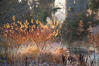 Early morning sun illuminates the last few leaves on colourful cornus and russets of dead grasses and astilbes in the Bishop's Palace garden in Wells on a November morning