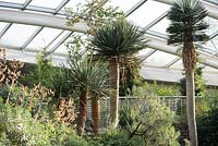 The Great Glasshouse designed by Norman Foster and Partners, interior landscape designed by Kathryn Gustafson houses tall dragon trees, Dracaena draco