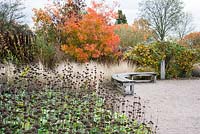 Clover Hill borders at RHS Garden Hyde Hall in autumn with Cotinus 'Flame', the seedheads of Phlomis russeliana, Stipa tenuissima, miscanthus and Rosa rugosa