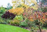 Autumn shrub border at RHS Garden Hyde Hall with Cercis 'Forest Pansy', Paulownia tomentosa, Catalpa bignonioides 'Aurea' and Euonymus carnosus 'Red Wine'