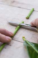 Slice away from you to create a shallow wound, 1 inch in length, at the bottom of the cutting