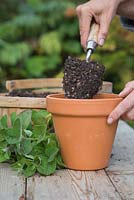 Fill a terracotta pot with a mixture of compost and grit