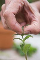 Pinch out the tip of the cutting to encourage the plant to bush out