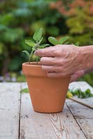 Plant the Salvia patens cuttings in the pot ensuring they are equally spaced apart
