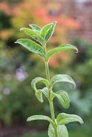 Healthy semi-ripe cutting of Salvia patens