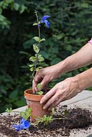 Pot on the semi-ripe cuttings of Salvia patens
