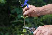 Remove the top half of the Salvia patens cutting to encourage the plant to bush out