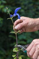Remove the top half of the Salvia patens cutting to encourage the plant to bush out