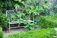 Metal bench with fig and clipped box.