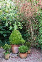 A group of pots of clipped box in a sheltered alcove surrounded by fig, fuchsia and privet.