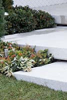 Steps with low growing Pieris japonica