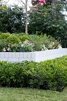 Murraya paniculata surrounding a raised bed with hellebores, buxus balls and azaleas