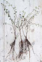 Bare root Cotoneaster frachetii against a wooden surface