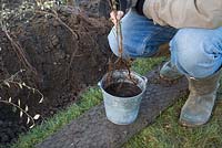 Soaking a bare root Cotoneaster frachetii in water containing Mycorrhizal fungi solution