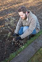 A man planting out bare root Cotoneaster frachetii plants