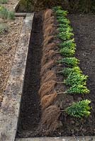 A row of bare root Buxus sempervirens placed in position ready to be planted