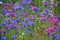 Wild flower meadow with Echium 'Dwarf Blue Bedder' - Viper's Bugloss, Silene armeria - catch Fly and corn flower

