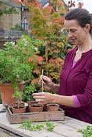 Potting up cutting of Pelargonium graveolens into individual pots with grit and compost